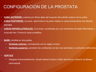 CONFIGURACION DE LA PROSTATA
• CARA ANTERIOR: cubierta por fibras altas del musculo del esfínter externo de la uretra
• CARA POSTERIOR: convexa, deprimida en la parte medial un canal presentados dos lóbulos
laterales
• CARAS INFEROLATERALES: Convexas, recubiertas por una membrana de tejido fibrocelular y
muscular liso. Forma la vaina prostática
• BASE: dividida en dos partes
• Vertiente anterior: corresponde con la vejiga urinaria
• Vertiente posterior: penetran los confluentes de las vías seminales y conductos deferentes
• VERTICE
• Alargado transversalmente, situado lateral al plano medio del periné y anterior al tabique
rectovesical.
 