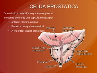 CELDA PROSTATICA
Sus estudio a demostrado que este órgano se
encuentra dentro de una capsula, limitada por:
• anterior_: lamina cribosa
• Posterior: tabique rectovesical
• A los lados: fascias prostáticas
 