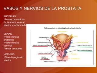 VASOS Y NERVIOS DE LA PROSTATA
ARTERIAS
•Ramas prostáticas
de la arteria vesical
inferior y rectal media
VENAS
•Plexo venoso
prostático
•Plexo venoso
seminal
•Venas vesicales
NERVIOS
•Plexo hipogástrico
inferior
 