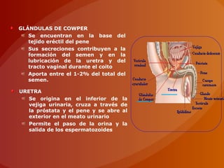 GLÁNDULAS DE COWPER
Se encuentran en la base del
tejido eréctil del pene
Sus secreciones contribuyen a la
formación del semen y en la
lubricación de la uretra y del
tracto vaginal durante el coito
Aporta entre el 1-2% del total del
semen.
URETRA
Se origina en el inferior de la
vejiga urinaria, cruza a través de
la próstata y el pene y se abre al
exterior en el meato urinario
Permite el paso de la orina y la
salida de los espermatozoides
 