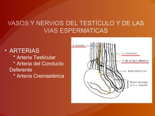 • ARTERIAS
* Arteria Testicular
* Arteria del Conducto
Deferente
* Arteria Cremastérica
 