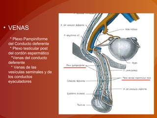 • VENAS
* Plexo Pampiniforme
del Conducto deferente
* Plexo testicular post
del cordón espermático
*Venas del conducto
deferente
* Venas de las
vesículas seminales y de
los conductos
eyaculadores
 