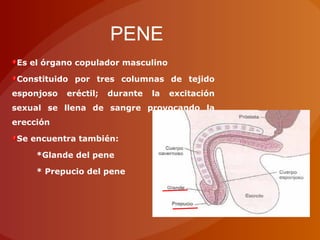 Es el órgano copulador masculino
Constituido por tres columnas de tejido
esponjoso eréctil; durante la excitación
sexual se llena de sangre provocando la
erección
Se encuentra también:
*Glande del pene
* Prepucio del pene
PENE
 