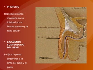 • PREPUCIO
Repliegue cutáneo
recubierto en su
totalidad por el
Dartos peneano y la
capa celular
• LIGAMENTO
SUSPENSORIO
DEL PENE
Lo fija a la pared
abdominal, a la
sinfis del pubis y al
pubis.
Prepucio
 