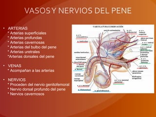• ARTERIAS
* Arterias superficiales
* Arterias profundas
* Arterias cavernosas
* Arterias del bulbo del pene
* Arterias uretrales
*Arterias dorsales del pene
• VENAS
* Acompañan a las arterias
• NERVIOS
* Proceden del nervio genitofemoral
* Nervio dorsal profundo del pene
* Nervios cavernosos
 