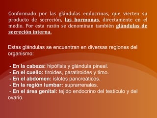 Conformado por las glándulas endocrinas, que vierten su
producto de secreción, las hormonas, directamente en el
medio. Por esta razón se denominan también glándulas de
secreción interna.
Estas glándulas se encuentran en diversas regiones del
organismo:
- En la cabeza: hipófisis y glándula pineal.
- En el cuello: tiroides, paratiroides y timo.
- En el abdomen: islotes pancreáticos.
- En la región lumbar: suprarrenales.
- En el área genital: tejido endocrino del testículo y del
ovario.
 