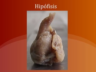 Hipófisis
 