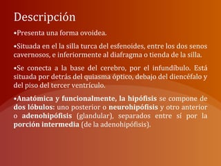 Descripción
•Presenta una forma ovoidea.
•Situada en el la silla turca del esfenoides, entre los dos senos
cavernosos, e inferiormente al diafragma o tienda de la silla.
•Se conecta a la base del cerebro, por el infundíbulo. Está
situada por detrás del quiasma óptico, debajo del diencéfalo y
del piso del tercer ventrículo.
•Anatómica y funcionalmente, la hipófisis se compone de
dos lóbulos: uno posterior o neurohipófisis y otro anterior
o adenohipófisis (glandular), separados entre sí por la
porción intermedia (de la adenohipófisis).
 