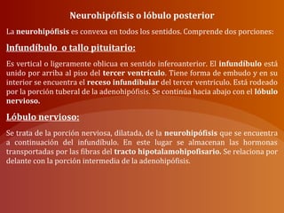 Neurohipófisis o lóbulo posterior
La neurohipófisis es convexa en todos los sentidos. Comprende dos porciones:
lnfundíbulo o tallo pituitario:
Es vertical o ligeramente oblicua en sentido inferoanterior. El infundíbulo está
unido por arriba al piso del tercer ventrículo. Tiene forma de embudo y en su
interior se encuentra el receso infundibular del tercer ventriculo. Está rodeado
por la porción tuberal de la adenohipófisis. Se continúa hacia abajo con el lóbulo
nervioso.
Lóbulo nervioso:
Se trata de la porción nerviosa, dilatada, de la neurohipófisis que se encuentra
a continuación del infundíbulo. En este lugar se almacenan las hormonas
transportadas por las fibras del tracto hipotalamohipofisario. Se relaciona por
delante con la porción intermedia de la adenohipófisis.
 