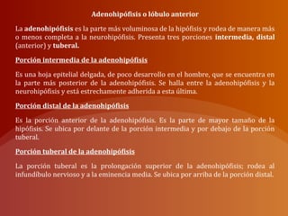 Adenohipófisis o lóbulo anterior
La adenohipófisis es la parte más voluminosa de la hipófisis y rodea de manera más
o menos completa a la neurohipófisis. Presenta tres porciones intermedia, distal
(anterior) y tuberal.
Porción intermedia de la adenohipófisis
Es una hoja epitelial delgada, de poco desarrollo en el hombre, que se encuentra en
la parte más posterior de la adenohipófisis. Se halla entre la adenohipófisis y la
neurohipófisis y está estrechamente adherida a esta última.
Porción distal de la adenohipófisis
Es la porción anterior de la adenohipófisis. Es la parte de mayor tamaño de la
hipófisis. Se ubica por delante de la porción intermedia y por debajo de la porción
tuberal.
Porción tuberal de la adenohipófisis
La porción tuberal es la prolongación superior de la adenohipófisis; rodea al
infundíbulo nervioso y a la eminencia media. Se ubica por arriba de la porción distal.
 