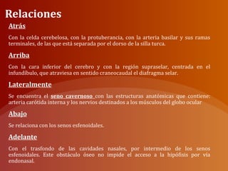 Relaciones
Atrás
Con la celda cerebelosa, con la protuberancia, con la arteria basilar y sus ramas
terminales, de las que está separada por el dorso de la silla turca.
Arriba
Con la cara inferior del cerebro y con la región supraselar, centrada en el
infundíbulo, que atraviesa en sentido craneocaudal el diafragma selar.
Lateralmente
Se encuentra el seno cavernoso con las estructuras anatómicas que contiene:
arteria carótida interna y los nervios destinados a los músculos del globo ocular
Abajo
Se relaciona con los senos esfenoidales.
Adelante
Con el trasfondo de las cavidades nasales, por intermedio de los senos
esfenoidales. Este obstáculo óseo no impide el acceso a la hipófisis por vía
endonasal.
 