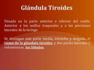 Glándula Tiroides
 
