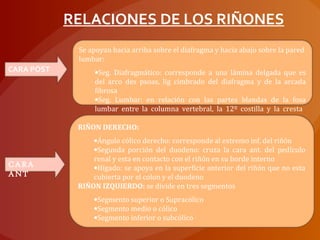 CARA POST
Se apoyan hacia arriba sobre el diafragma y hacia abajo sobre la pared
lumbar:
•Seg. Diafragmático: corresponde a una lámina delgada que es
del arco des psoas, lig cimbrado del diafragma y de la arcada
fibrosa
•Seg. Lumbar: en relación con las partes blandas de la fosa
lumbar entre la columna vertebral, la 12º costilla y la cresta
iliaca
CARA
ANT
RIÑON DERECHO:
•Ángulo cólico derecho: corresponde al extremo inf. del riñón
•Segunda porción del duodeno: cruza la cara ant. del pedículo
renal y esta en contacto con el riñón en su borde interno
•Hígado: se apoya en la superficie anterior del riñón que no esta
cubierta por el colon y el duodeno
RIÑON IZQUIERDO: se divide en tres segmentos
•Segmento superior o Supracólico
•Segmento medio o cólico
•Segmento inferior o subcólico
RELACIONES DE LOS RIÑONES
 