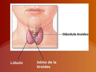 Lóbulo Istmo de la
tiroides
 