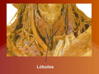 Lóbulos
 