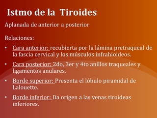 Istmo de la Tiroides
 