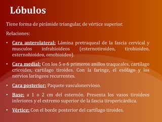 Lóbulos
 