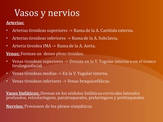 Vasos y nervios
 