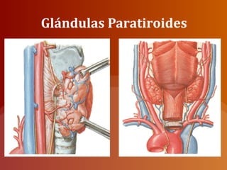 Glándulas Paratiroides
 