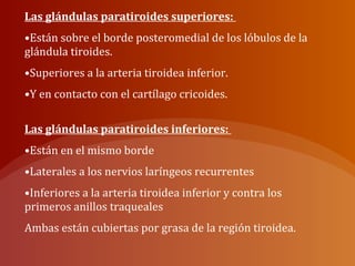 Las glándulas paratiroides superiores:
•Están sobre el borde posteromedial de los lóbulos de la
glándula tiroides.
•Superiores a la arteria tiroidea inferior.
•Y en contacto con el cartílago cricoides.
Las glándulas paratiroides inferiores:
•Están en el mismo borde
•Laterales a los nervios laríngeos recurrentes
•Inferiores a la arteria tiroidea inferior y contra los
primeros anillos traqueales
Ambas están cubiertas por grasa de la región tiroidea.
 