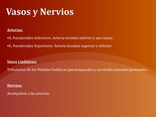Vasos y Nervios
Arterias:
•G. Paratiroides Inferiores: Arteria tiroidea inferior y sus ramas.
•G. Paratiroides Superiores: Arteria tiroidea superior e inferior.
Vasos Linfáticos:
Tributarios de los Nódulos linfáticos paratraqueales y cervicales laterales profundos.
Nervios:
Acompañan a las arterias.
 