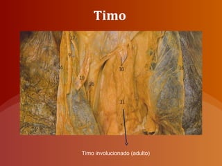 Timo
Timo involucionado (adulto)
 