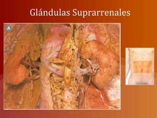 Glándulas Suprarrenales
 