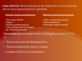 Glándula Suprarrenal Derecha:
•Vena Cava Inferior
•Hígado
•Flexura duodenoyeyunal
•Cara diafragmática del Hígado
(lig. Hepatosuprarrenal)
Glándula Suprarrenal Izquierda:
•Cola y cuerpo del páncreas
•Vasos esplénicos
•Estomago (bolsa omental)
 