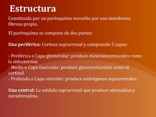 Estructura
Constituida por un parénquima envuelto por una membrana
fibrosa propia.
El parénquima se compone de dos partes:
Una periférica: Corteza suprarrenal y comprende 3 capas:
- Periférica o Capa glomerular: produce mineralocorticoides como
la aldosterona.
- Media o Capa fascicular: produce glucocorticoides como el
cortisol.
- Profunda o Capa reticular: produce andrógenos suprarrenales.
Una central: La médula suprarrenal que produce adrenalina y
noradrenalina.
 