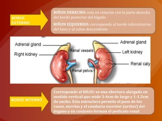 BORDE
EXTERNO
RIÑON DERECHO: esta en relación con la parte derecha
del borde posterior del hígado
RIÑON IZQUIERDO: corresponde al borde inferointerno
del bazo y al colon descendente
BORDE INTERNO
Corresponde al HILIO: es una abertura alargada en
sentido vertical que mide 3-4cm de largo y 1-1.5cm
de ancho. Esta estructura permite el paso de los
vasos, nervios y el conducto excretor (uréter) del
órgano y en conjunto forman el pedículo renal
 