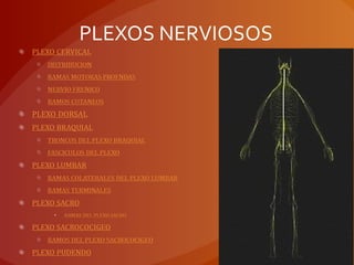 PLEXOS NERVIOSOS
 