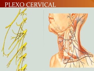 PLEXO CERVICAL
 