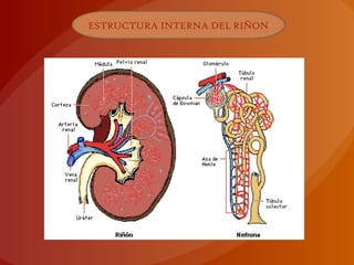 ESTRUCTURA INTERNA DEL RIÑON
 