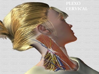 PLEXO
CERVICAL
 
