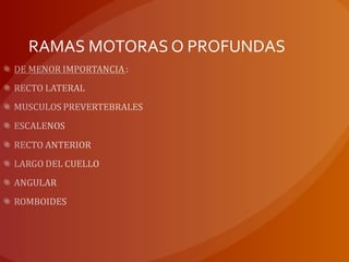 RAMAS MOTORAS O PROFUNDAS
 