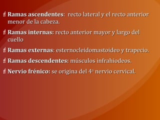 Ramas ascendentesRamas ascendentes: recto lateral y el recto anterior: recto lateral y el recto anterior
menor de la cabeza.menor de la cabeza.
Ramas internas:Ramas internas: recto anterior mayor y largo delrecto anterior mayor y largo del
cuellocuello
Ramas externasRamas externas: esternocleidomastoideo y trapecio.: esternocleidomastoideo y trapecio.
Ramas descendentes:Ramas descendentes: músculos infrahiodeos.músculos infrahiodeos.
Nervio frénico:Nervio frénico: se origina del 4se origina del 4toto
nervio cervical.nervio cervical.
 
