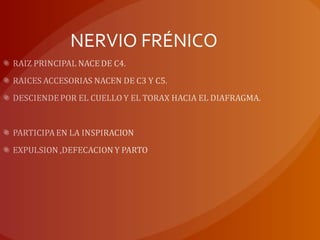 NERVIO FRÉNICO
 