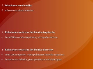  Relaciones en el cuello:Relaciones en el cuello:
 músculo escaleno anteriormúsculo escaleno anterior
 Relaciones torácicas del frénico izquierdoRelaciones torácicas del frénico izquierdo::
• la carótida común izquierda y al cayado aórtico;la carótida común izquierda y al cayado aórtico;
 Relaciones torácicas del frénico derechoRelaciones torácicas del frénico derecho::
• vena cava superior, vena pulmonar derecha superior,vena cava superior, vena pulmonar derecha superior,
• la vena cava inferior, para penetrar en el diafragma.la vena cava inferior, para penetrar en el diafragma.
 
