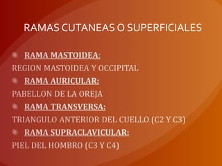 RAMAS CUTANEAS O SUPERFICIALES
 