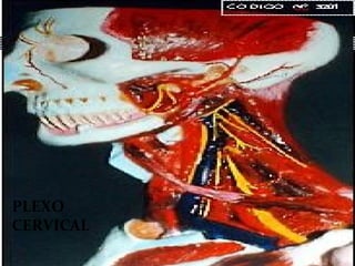 PLEXO
CERVICAL
 