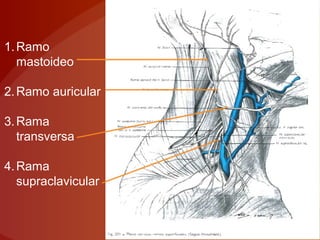1.Ramo
mastoideo
2.Ramo auricular
3.Rama
transversa
4.Rama
supraclavicular
 