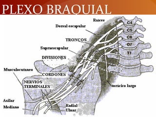 PLEXO BRAQUIAL
 