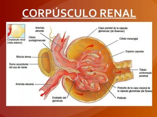 CORPÚSCULO RENAL
 