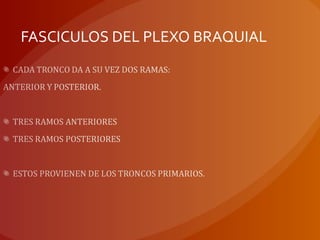 FASCICULOS DEL PLEXO BRAQUIAL
 