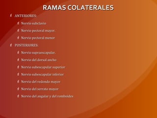 RAMAS COLATERALESRAMAS COLATERALES
 ANTERIORES:ANTERIORES:
 Nervio subclavioNervio subclavio
 Nervio pectoral mayor.Nervio pectoral mayor.
 Nervio pectoral menorNervio pectoral menor
 POSTERIORES:POSTERIORES:
 Nervio supraescapular.Nervio supraescapular.
 Nervio del dorsal anchoNervio del dorsal ancho
 Nervio subescapular superiorNervio subescapular superior
 Nervio subescapular inferiorNervio subescapular inferior
 Nervio del redondo mayorNervio del redondo mayor
 Nervio del serrato mayorNervio del serrato mayor
 Nervio del angular y del romboidesNervio del angular y del romboides
 