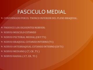 FASCICULO MEDIAL
 