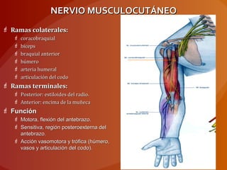 NERVIO MUSCULOCUTÁNEONERVIO MUSCULOCUTÁNEO
 Ramas colaterales:Ramas colaterales:
 coracobraquialcoracobraquial
 bícepsbíceps
 braquial anteriorbraquial anterior
 húmerohúmero
 arteria humeralarteria humeral
 articulación del codoarticulación del codo
 Ramas terminales:Ramas terminales:
 Posterior: estiloides del radio.Posterior: estiloides del radio.
 Anterior: encima de la muñecaAnterior: encima de la muñeca
 FunciónFunción
 Motora, flexión del antebrazo.Motora, flexión del antebrazo.
 Sensitiva, región posteroexterna delSensitiva, región posteroexterna del
antebrazo.antebrazo.
 Acción vasomotora y trófica (húmero,Acción vasomotora y trófica (húmero,
vasos y articulación del codo).vasos y articulación del codo).
 