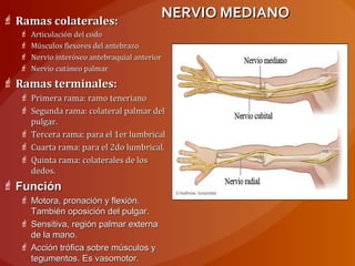 NERVIO MEDIANONERVIO MEDIANO Ramas colaterales:Ramas colaterales:
 Articulación del codoArticulación del codo
 Músculos flexores del antebrazoMúsculos flexores del antebrazo
 Nervio interóseo antebraquial anteriorNervio interóseo antebraquial anterior
 Nervio cutáneo palmarNervio cutáneo palmar
 Ramas terminales:Ramas terminales:
 Primera rama: ramo tenerianoPrimera rama: ramo teneriano
 Segunda rama: colateral palmar delSegunda rama: colateral palmar del
pulgar.pulgar.
 Tercera rama: para el 1er lumbricalTercera rama: para el 1er lumbrical
 Cuarta rama: para el 2do lumbrical.Cuarta rama: para el 2do lumbrical.
 Quinta rama: colaterales de losQuinta rama: colaterales de los
dedos.dedos.
 FunciónFunción
 Motora, pronación y flexión.Motora, pronación y flexión.
También oposición del pulgar.También oposición del pulgar.
 Sensitiva, región palmar externaSensitiva, región palmar externa
de la mano.de la mano.
 Acción trófica sobre músculos yAcción trófica sobre músculos y
tegumentos. Es vasomotor.tegumentos. Es vasomotor.
 