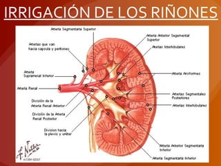 IRRIGACIÓN DE LOS RIÑONES
 
