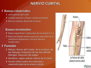 NERVIO CUBITALNERVIO CUBITAL
 Ramas colaterales:Ramas colaterales:
 Articulación del codoArticulación del codo
 Cubital anterior y flexor común profundoCubital anterior y flexor común profundo
 Nervio cutáneo dorsal de la manoNervio cutáneo dorsal de la mano
Ramas terminales:Ramas terminales:
 Rama superficial: colaterales de los dedos 5 y 4.Rama superficial: colaterales de los dedos 5 y 4.
 Rama profunda motora para los músculos de laRama profunda motora para los músculos de la
eminencia hipotenar y los dos últimoseminencia hipotenar y los dos últimos
lumbricaleslumbricales
 FunciónFunción
 Motora, flexión del 5 dedo, de la muñeca, deMotora, flexión del 5 dedo, de la muñeca, de
las falanges. Extensión de las dos últimaslas falanges. Extensión de las dos últimas
falanges. Aducción del pulgar.falanges. Aducción del pulgar.
 Sensitiva, región palmar interna de la manoSensitiva, región palmar interna de la mano
 Acción trófica sobre los músculos yAcción trófica sobre los músculos y
vasomotricidad de la arteria cubital.vasomotricidad de la arteria cubital.
 